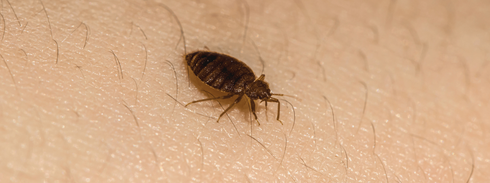 bed bug (1)