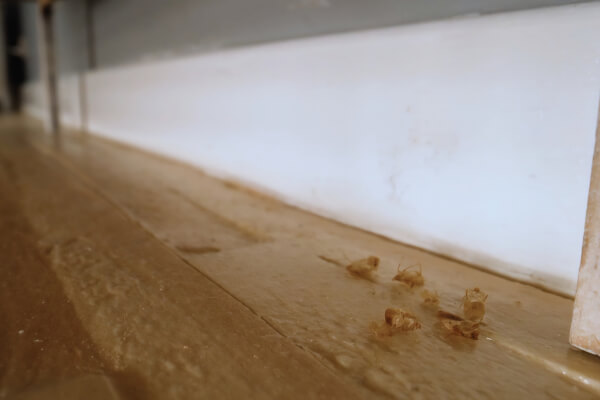 Bed bug shed skins found during an inspection