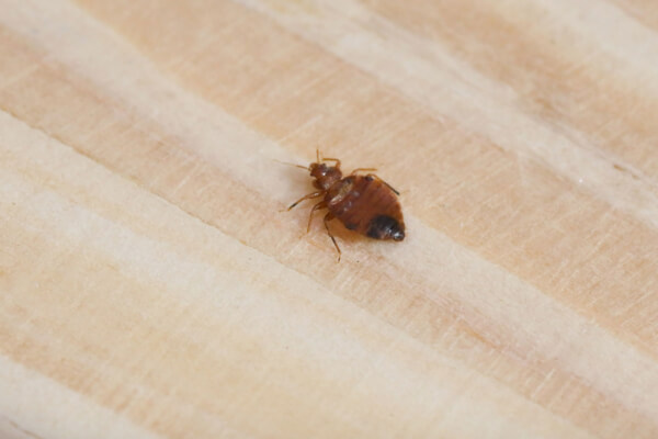 Live bed bug found during a professional bed bug inspection