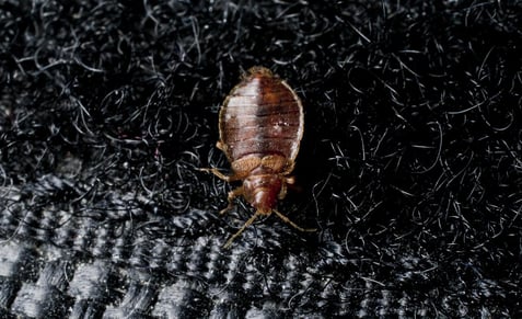 bed bug on velcro