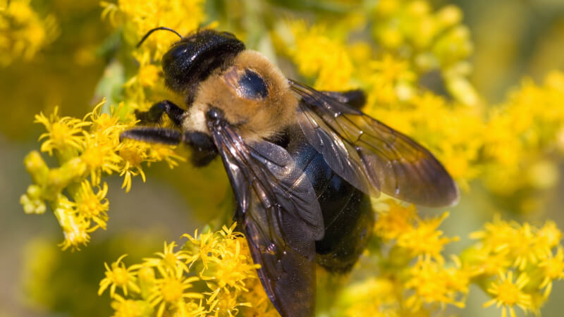 carpenter bee