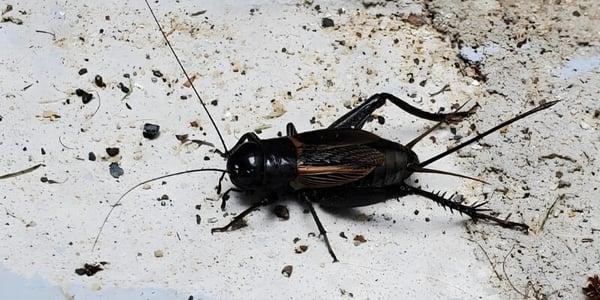 Field Cricket
