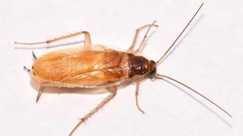 brown banded cockroach