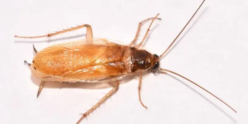 Brown-banded roach