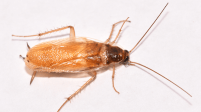 brown-branded cockroach