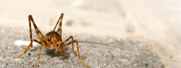 camel cricket