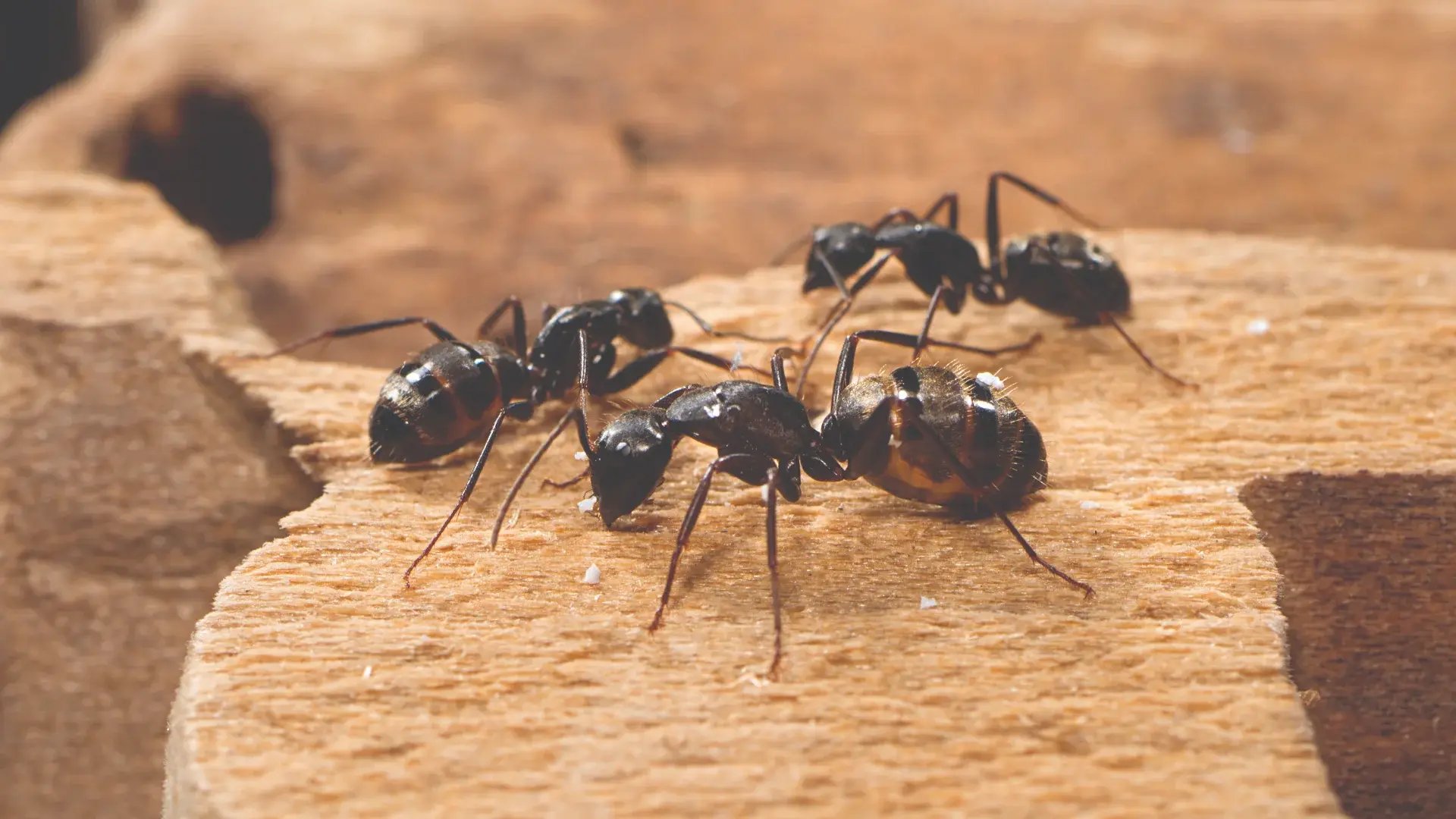 carpenter ants