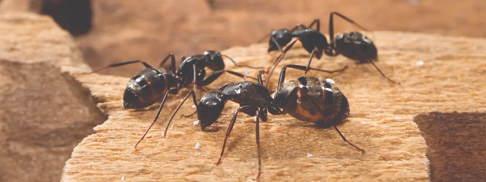 carpenter ants