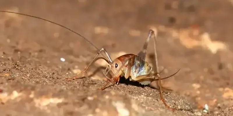 Camel Cricket