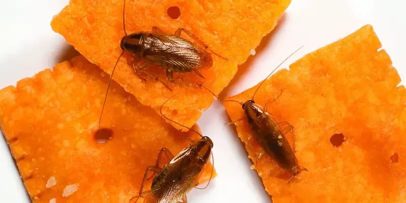 Roaches on crackers