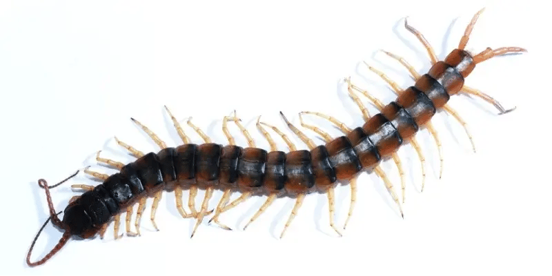 Centipede