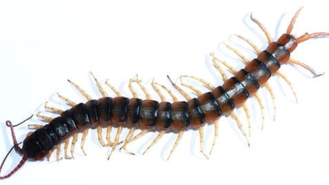 centipede pest control centipede pest control