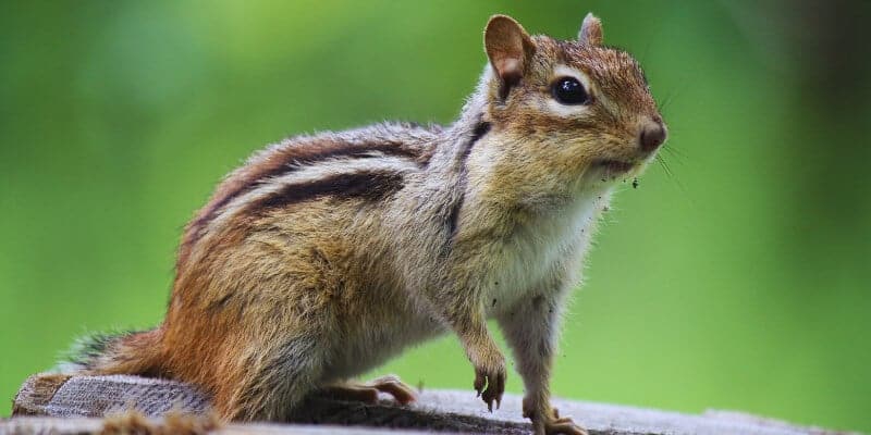 chipmunk