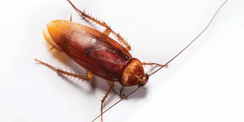 American Cockroach