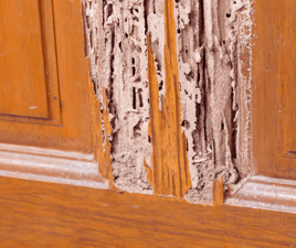 Termite Damage