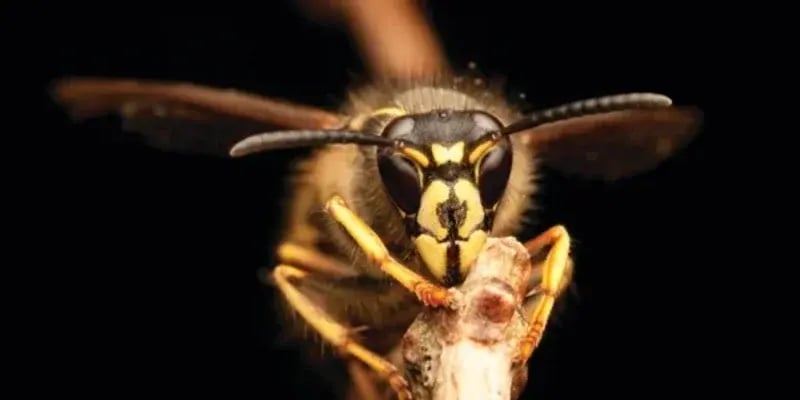 yellowjacket