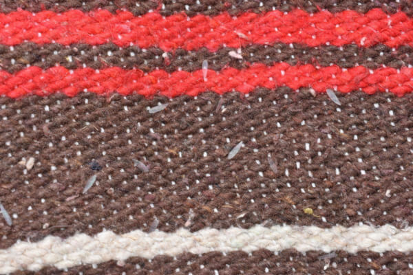 Discarded termite wings found after a swarm