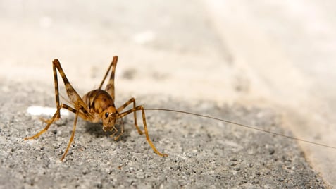 camel cricket