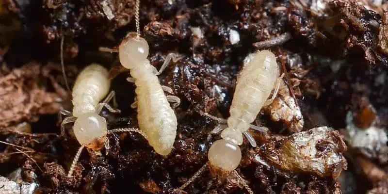 Eastern termite workers