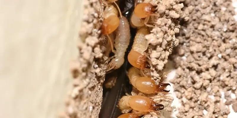 Eastern termite soldiers