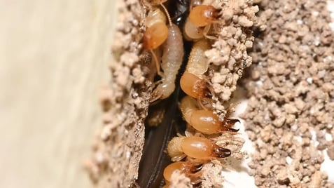 eastern termite soldiers