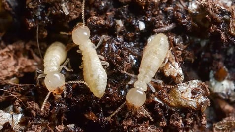 eastern termite workers