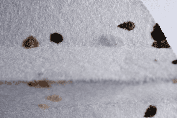 Bed bug eggs and fecal spots found during an inspection