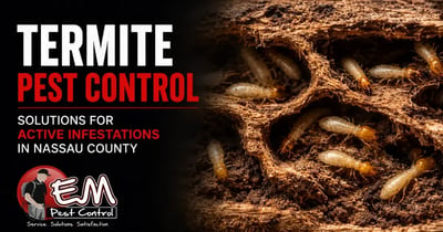 Termite Control Solutions for Active Infestations in Nassau County