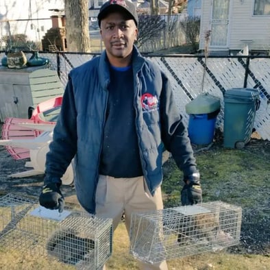 Technician Holding squirrels in cage