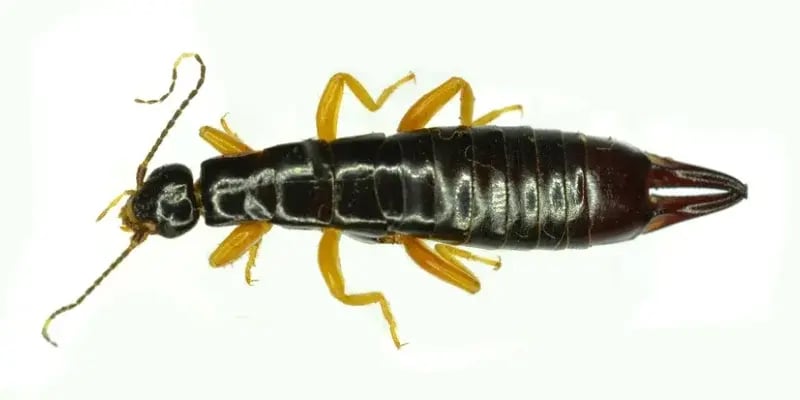 Earwig