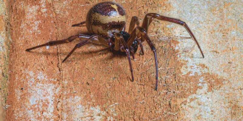 false widow spider