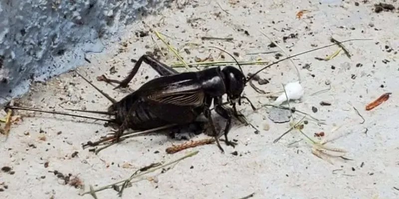 Field Cricket