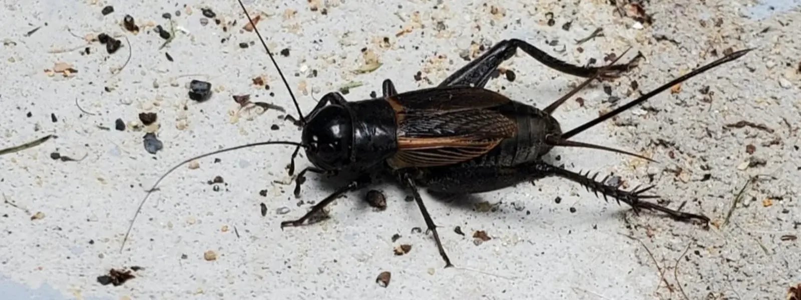 Field Cricket