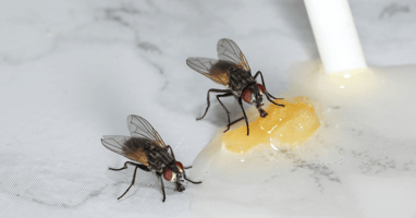 House flies drinking juice