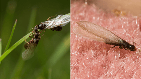 ant (left) and termite (right)