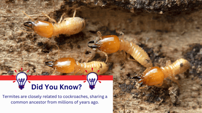 Termites and Cockroaches Are Related