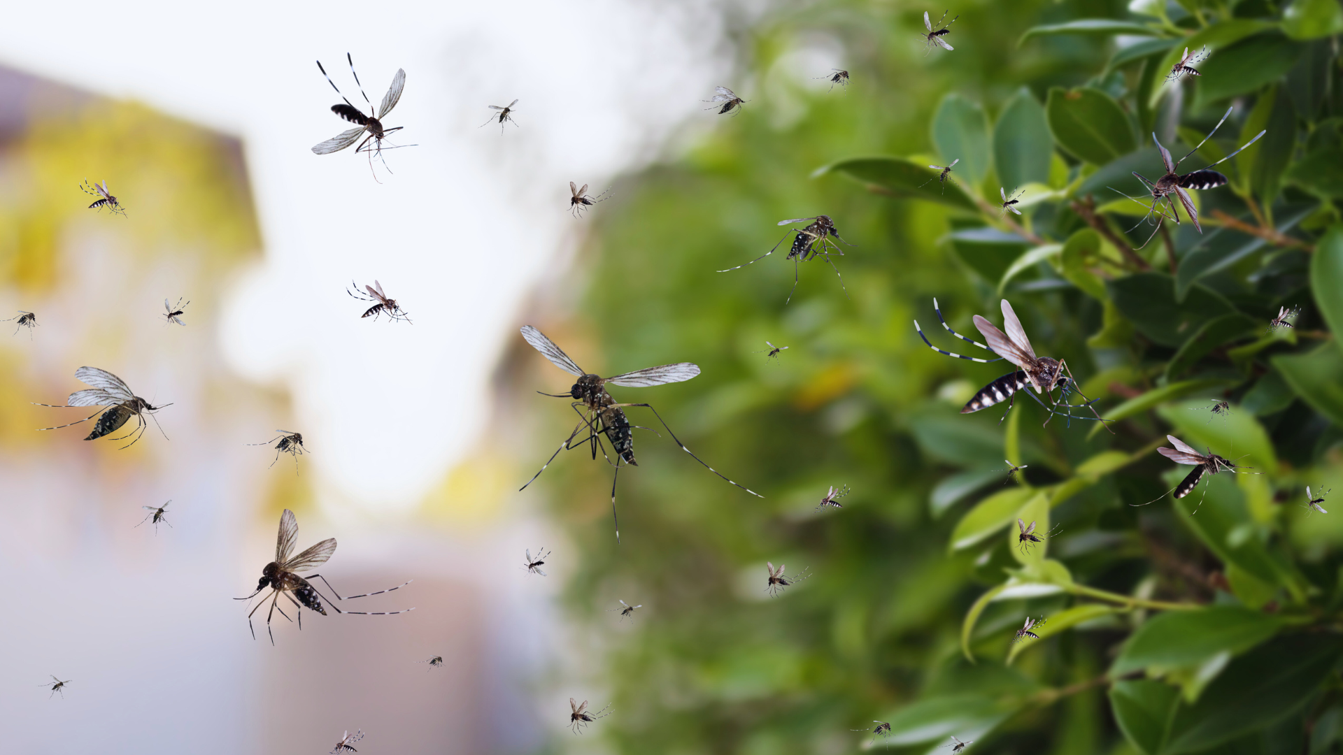 mosquito control in nassau county, ny