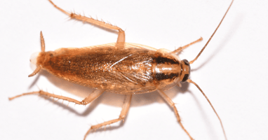 German Cockroach