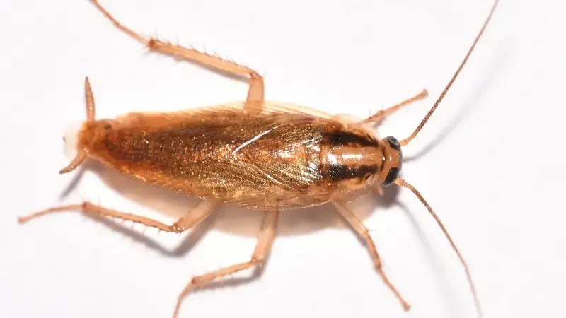 germ (800 x 450 px) (600 x 400 px) (600 x 400 px) (800 x 450 px)