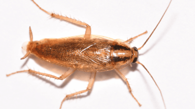 german cockroach