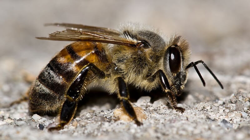 honeybee