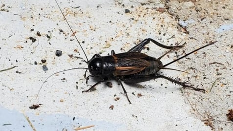 field cricket