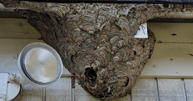 Wasp Nest in Uniondale, NY | EM Pest Control