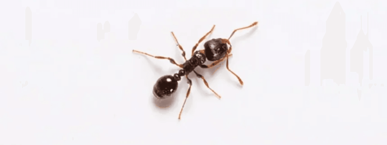 Pavement ant