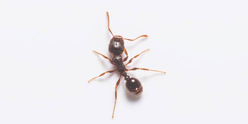 Pavement Ant