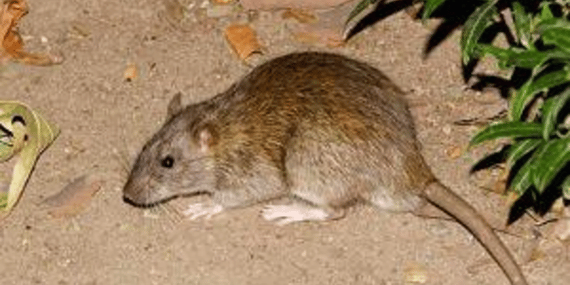 Norway rat