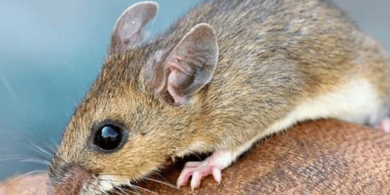 Deer mouse