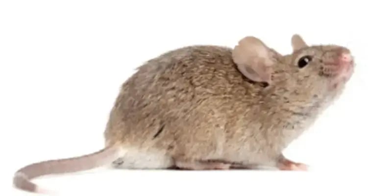 house mouse