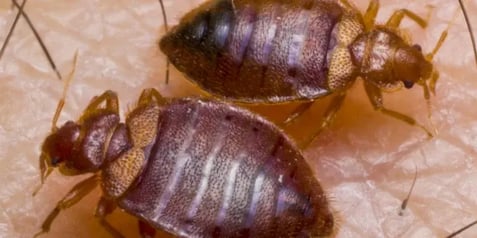 bed bugs