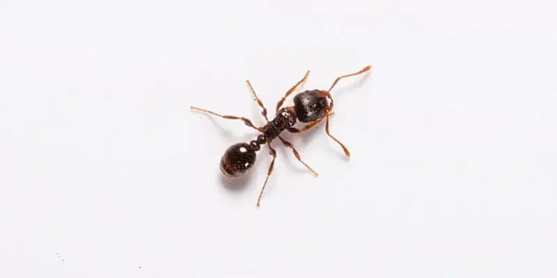 Pavement ant